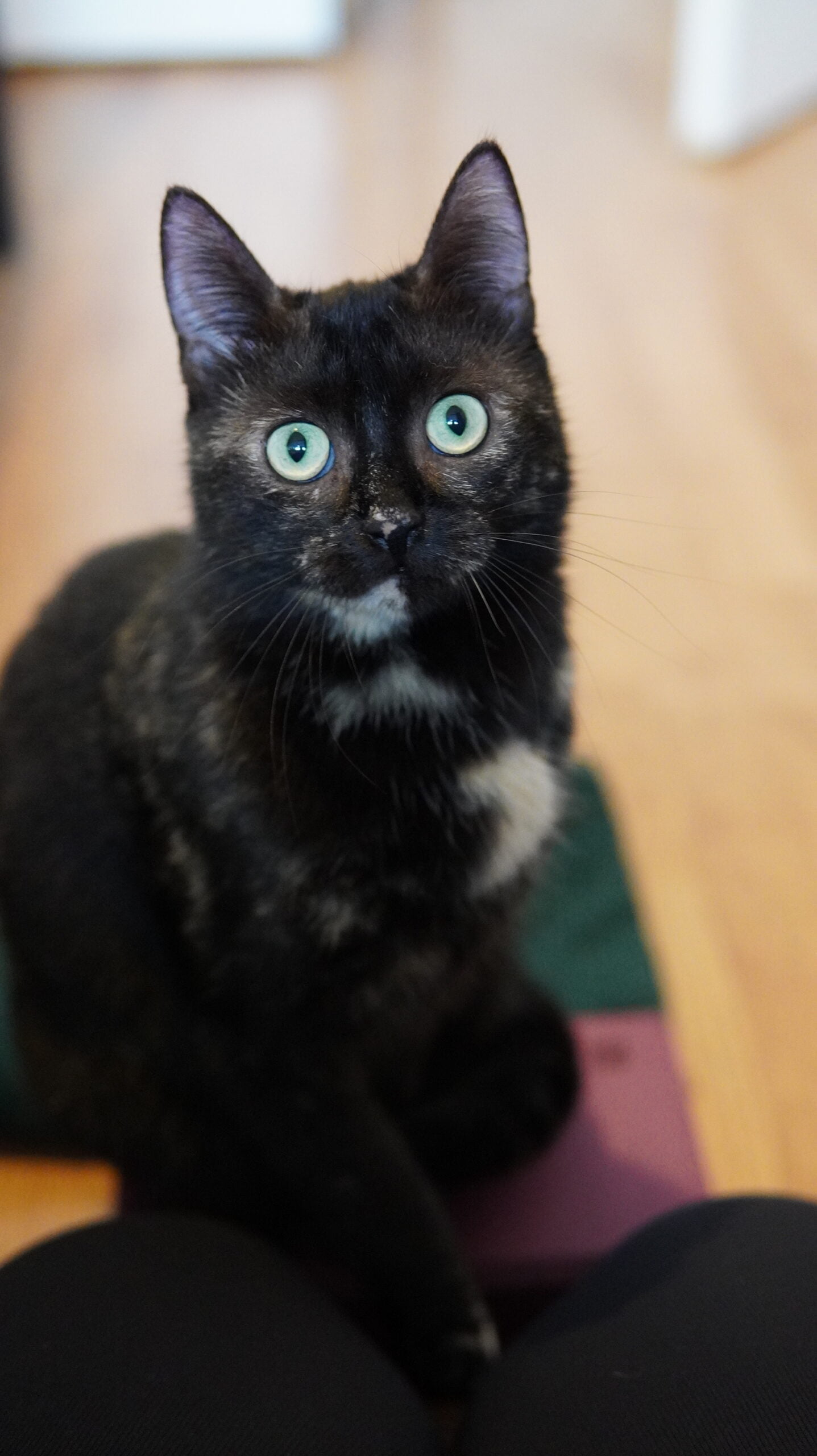 Mijn kat Ivy zittend op een yogablok (startbutton) tijdens haar geluidstraining