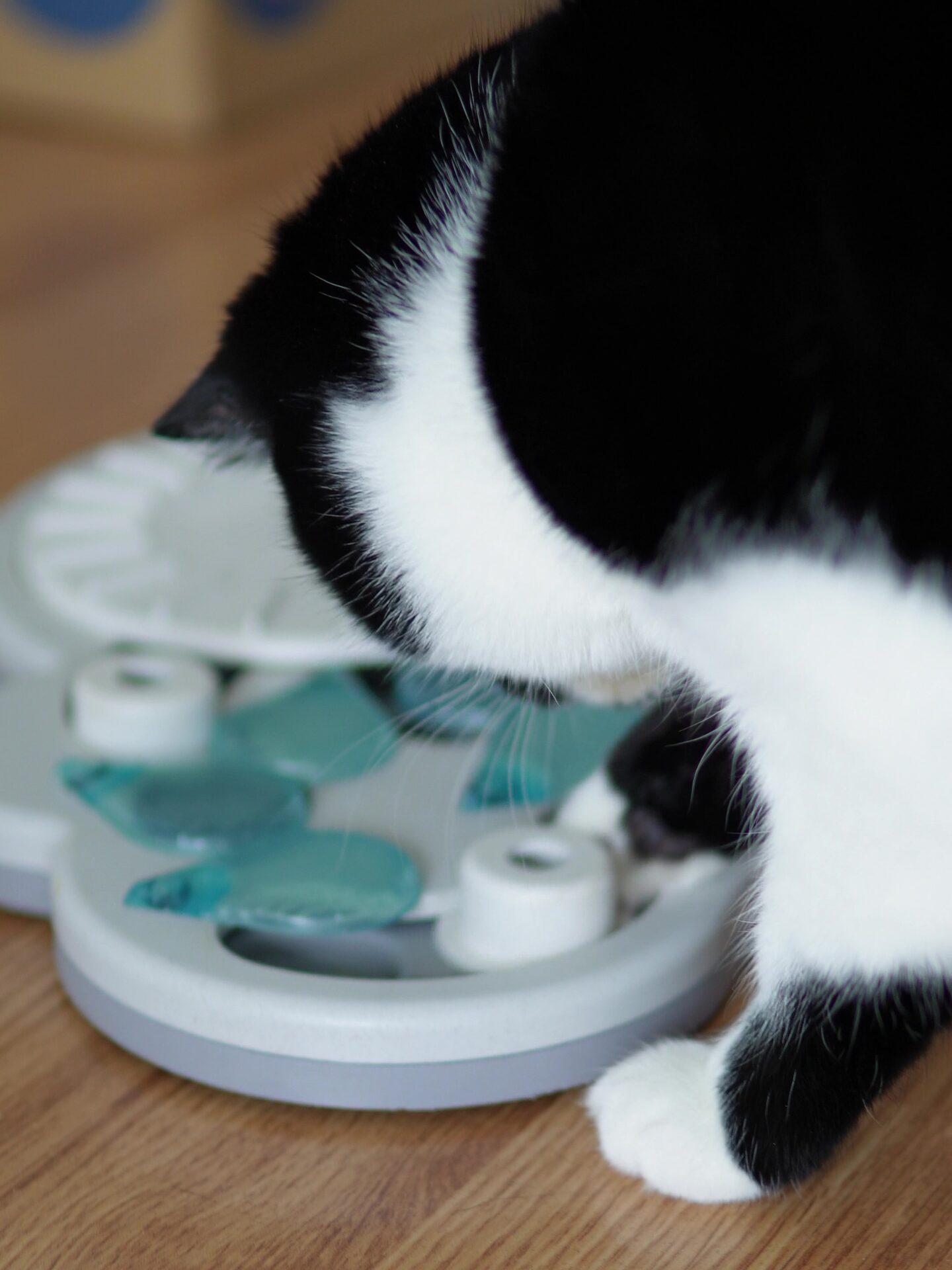 Mijn kat Noor met haar voerpuzzel