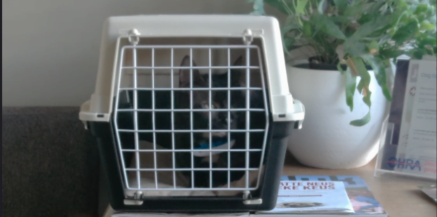 Kat in de reismand bij de dierenarts
