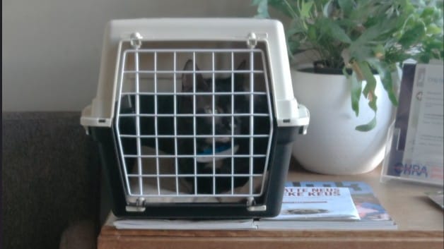 Kat naar dierenarts - Kat Ivy in de reismand bij de dierenarts – rustig en vertrouwd dankzij training