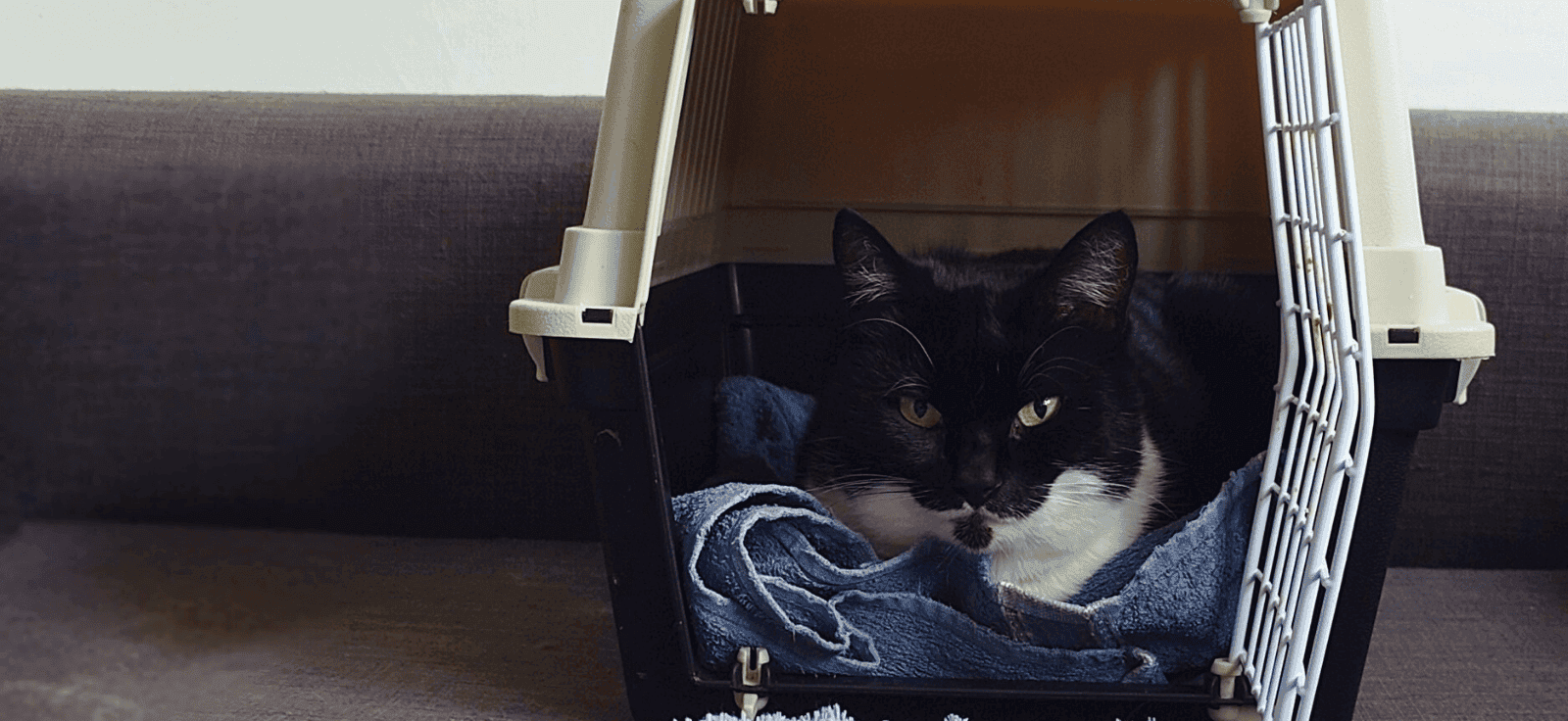 Kat in reismand bij dierenarts – tips om je kat voor te bereiden op een dierenartsbezoek