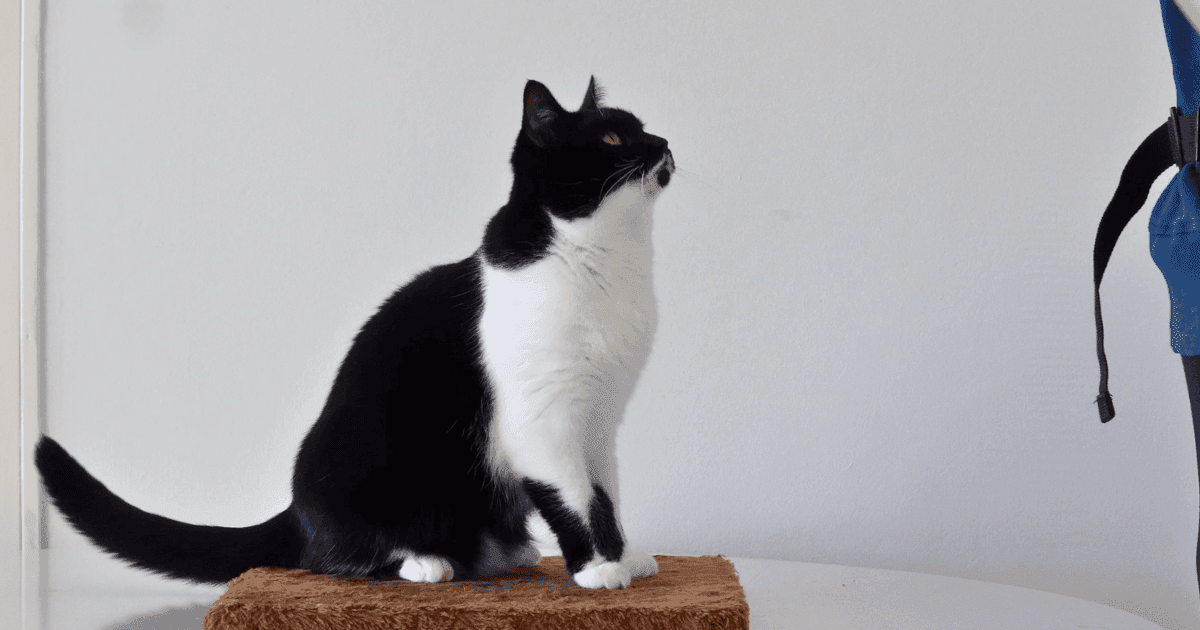 fysiotherapie kat thuis