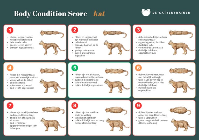 Kat laten afvallen? Body Condition Score (BCS) bij katten: visuele gids om gezond gewicht en overgewicht te beoordelen