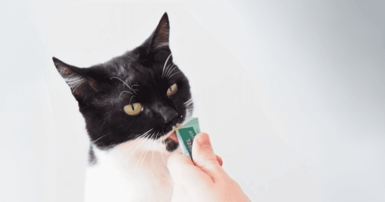 Kat met overgewicht krijgt een liquid snack tijdens een trainingssessie.