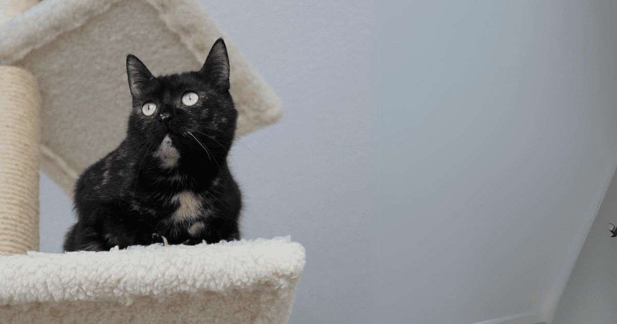 Bange kat Ivy op hoge plek om zich veilig te voelen en de omgeving te overzien