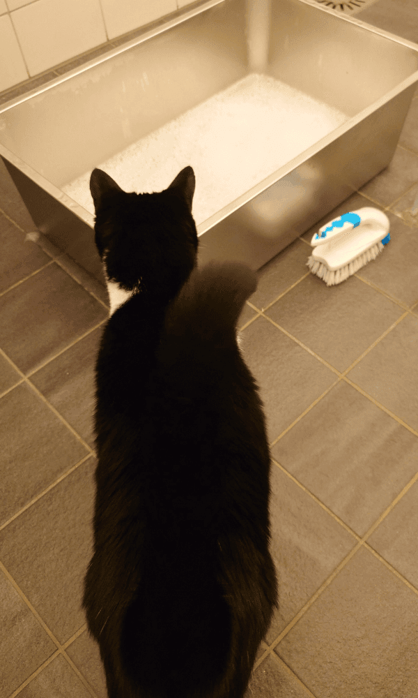 RVS kattenbak schoonmaken met Noor