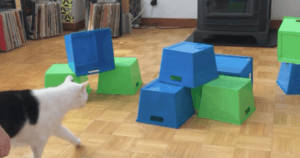 5 perfecte cadeautips voor je kat