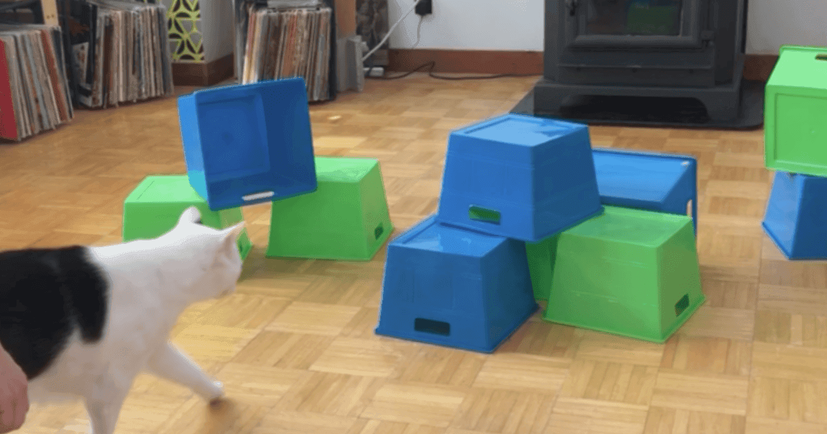 5 perfecte cadeautips voor je kat