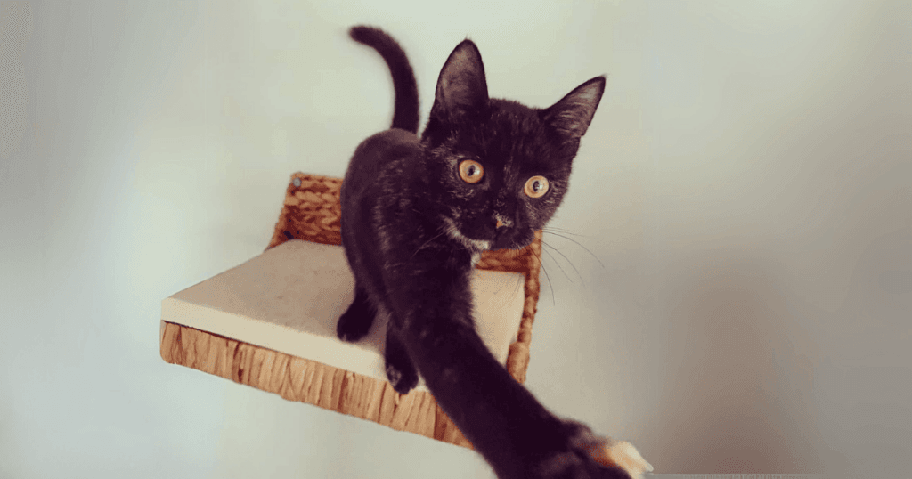 Kat gefrustreerd tijdens trainen - loopt weg, haalt naar je uit of bijt zelfs in je handen.