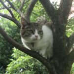 Kat Neeltje (Hanneke)