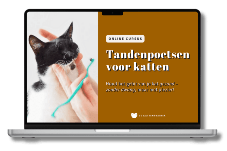 Cursus Tandenpoetsen voor katten