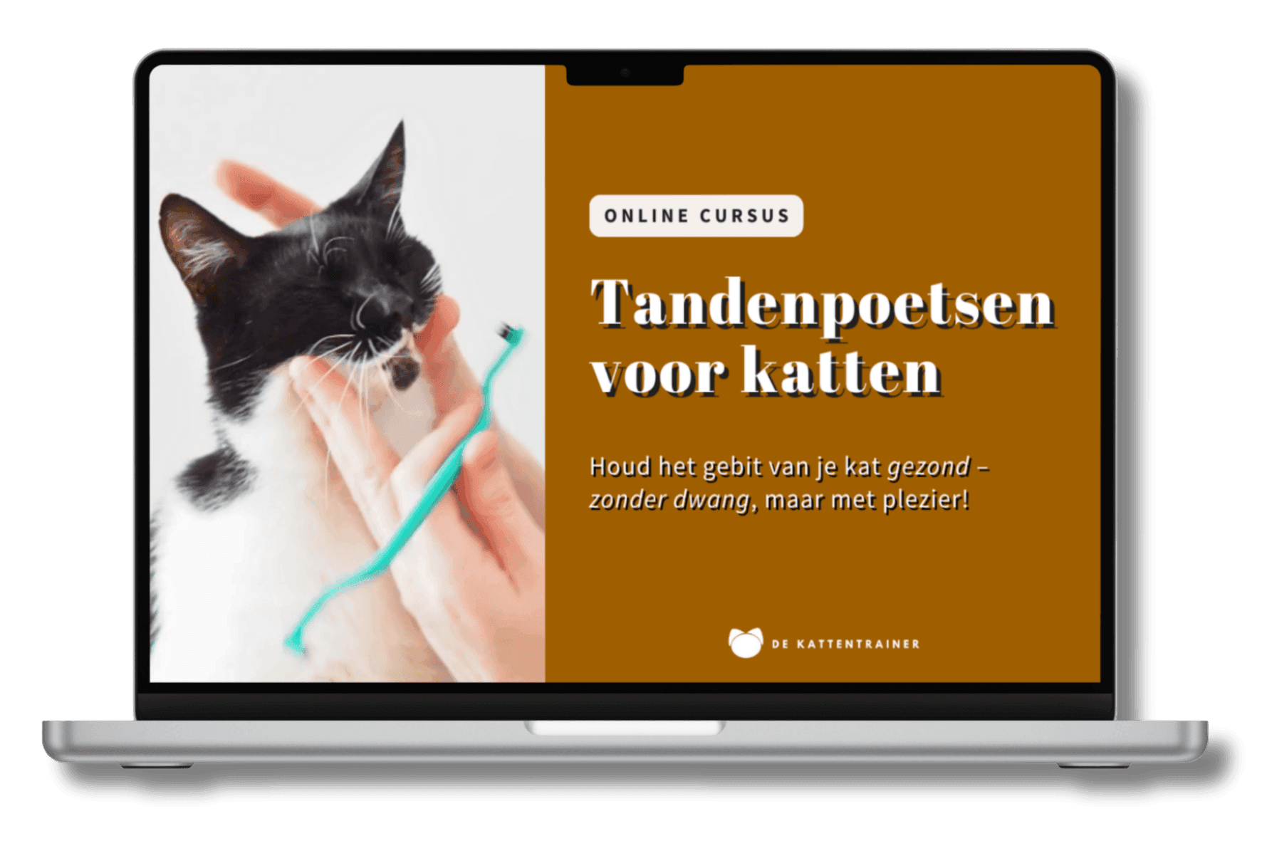 Cursus Tandenpoetsen voor katten