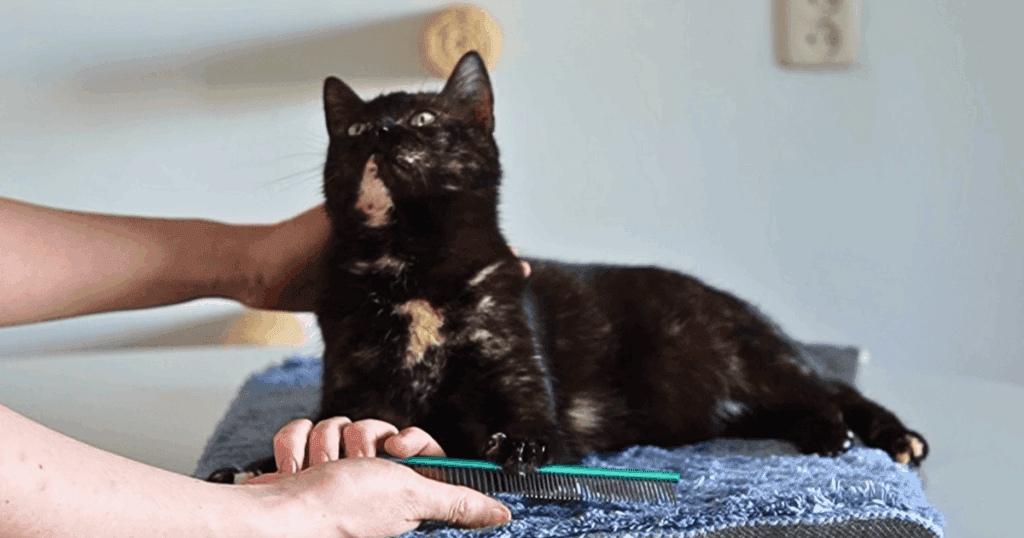 Kat kammen - Kat wordt rustig gekamd op handdoek tijdens positieve vachtverzorging