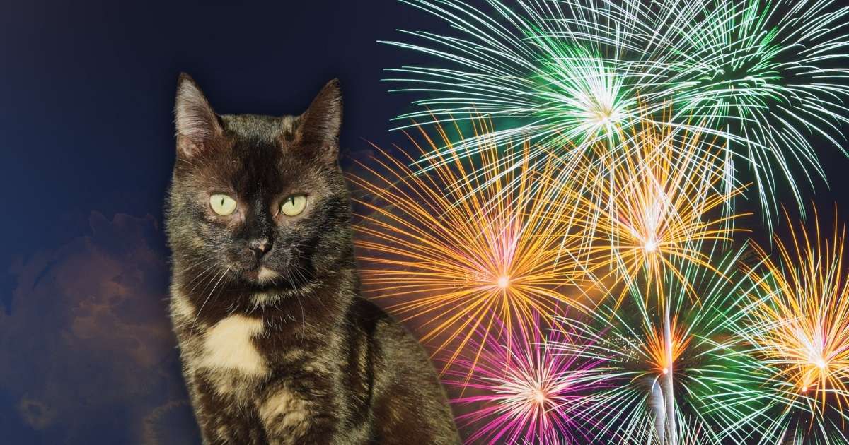 Je kitten voorbereiden op vuurwerk: Ivy kijkt rustig naar siervuurwerk op de achtergrond