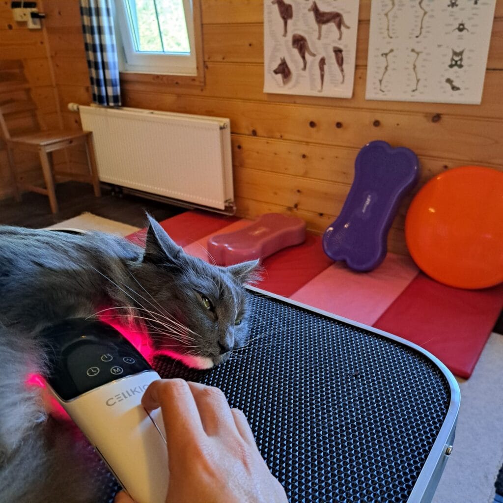 Kat krijgt infraroodtherapie van dierfysiotherapeut Eva Minjon – fysiotherapie voor katten voor soepel en pijnvrij bewegen