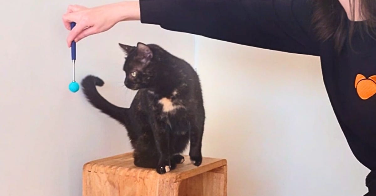 Revalidatie kat - Een kat die moet revalideren na een operatie met behulp van fysiotherapie