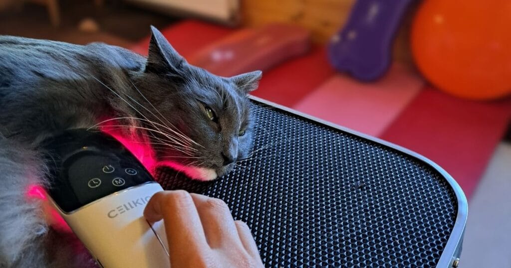 kattenfysiotherapeut behandelt een kat met lasertherapie
