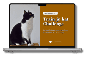 Train-je-kat Challenge: stap-voor-stap clickertraining voor katten