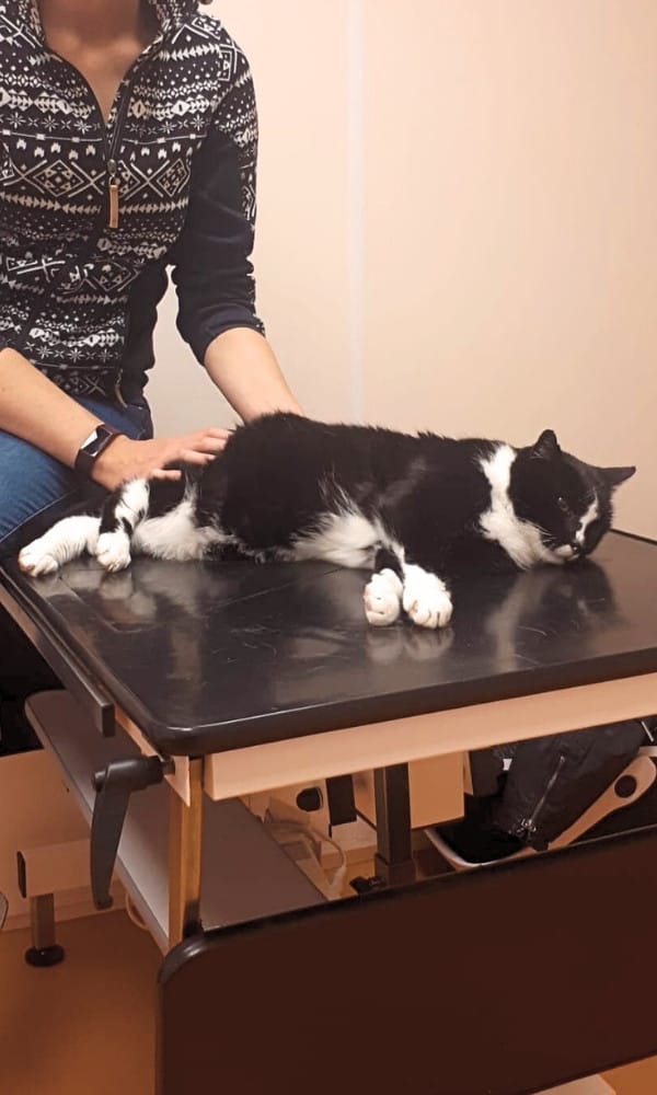 Kat Sem ontspant tijdens een fysiotherapie behandeling voor katten