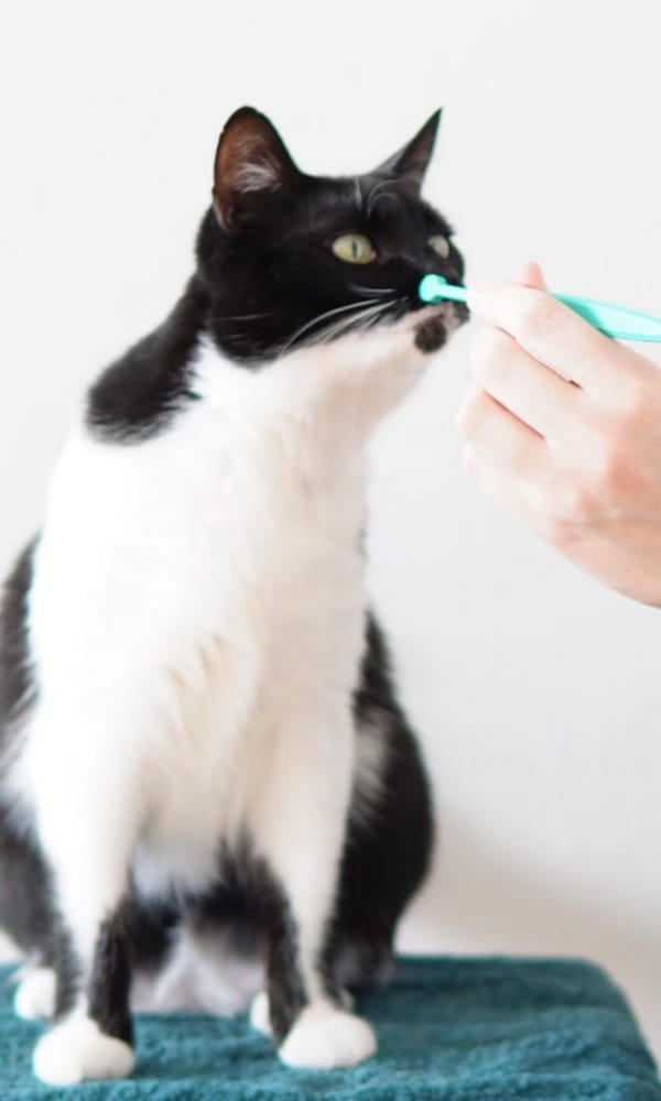 Kat Noor brengt haar neus naar de tandenborstel tijdens positieve zorghandelingen – voorbeeld van cursussen van De Kattentrainer