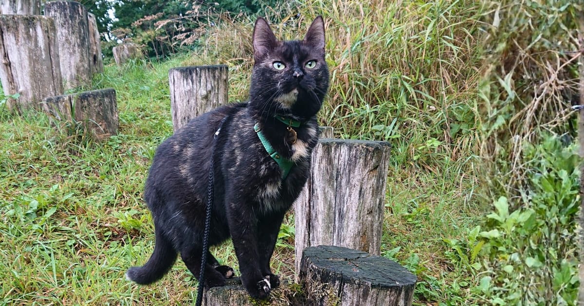 Kat Ivy draagt het Supakit Y-tuigje – voorbeeld van het beste kattenharnas voor comfort en veiligheid
