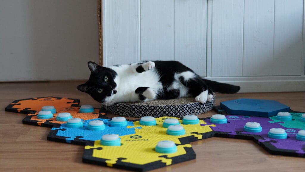 Kat Noor ligt bij haar praatknoppenveld van FluentPet om te leren communiceren met buttons.