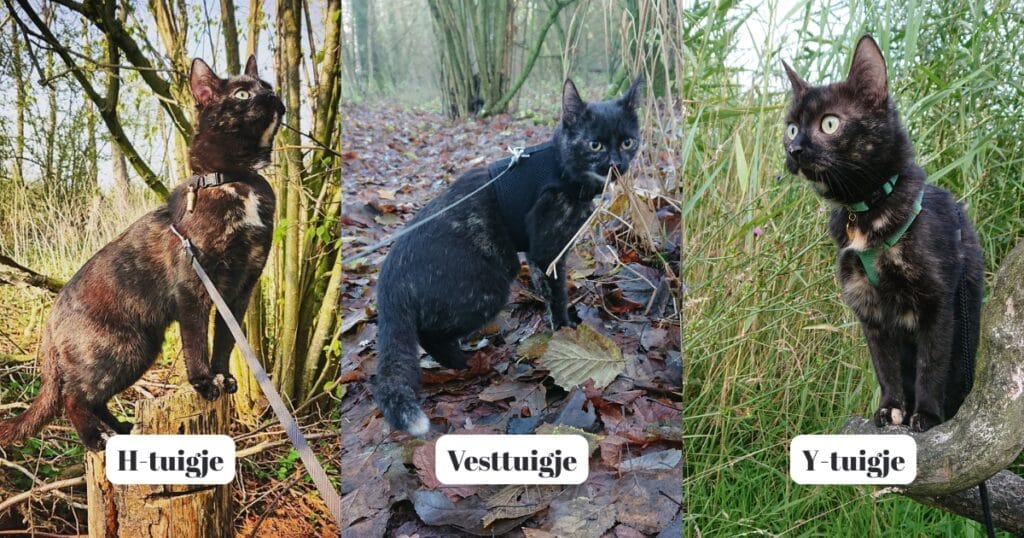 Vergelijking van H-tuigje, vesttuigje en Y-tuigje voor katten – ontdek welk kattenharnas het beste is voor jouw kat