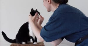 Brokjes tanden kat - Kat krijgt zijn tanden gepoetst; illustratie bij artikel over waarom brokjes de tanden van je kat niet poetsen en tandenpoetsen wél werkt.