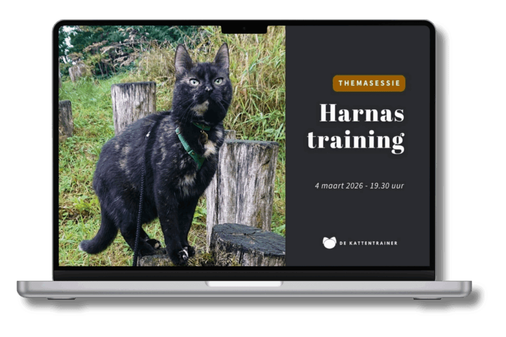 Kat tuigje aanleren - Kat loopt ontspannen met harnas na positieve training