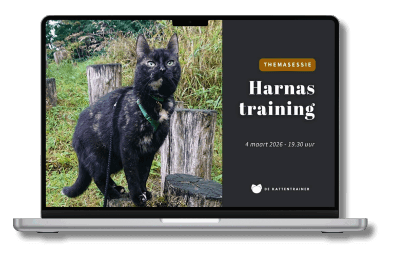 Kat tuigje aanleren - Kat loopt ontspannen met harnas na positieve training