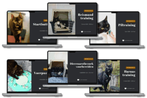 Zes online trainingen voor katten van De Kattentrainer in 2026 – interactieve webinars met stappenplannen en live Q&A