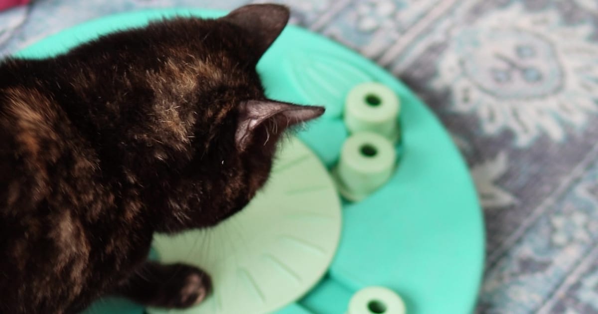 Voerpuzzel Kat Ivy speelt met de Dog Worker voerpuzzel van Nina Ottosson, een uitdagend voerspel voor katten.