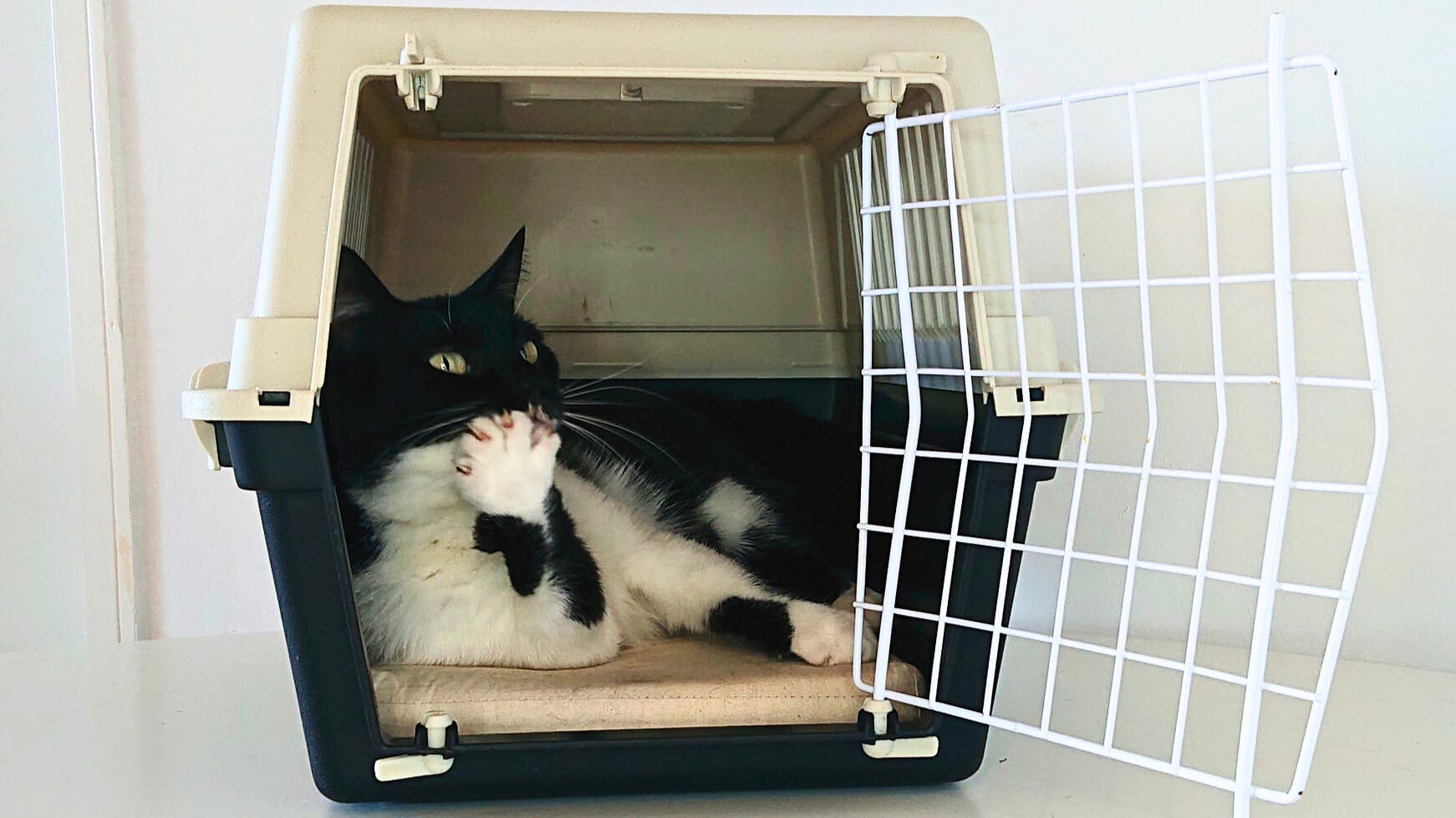 Kat ligt ontspannen in de reismand na training