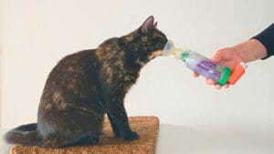 Astma bij katten - Kat gebruikt astma-inhalator Aerokat vrijwillig