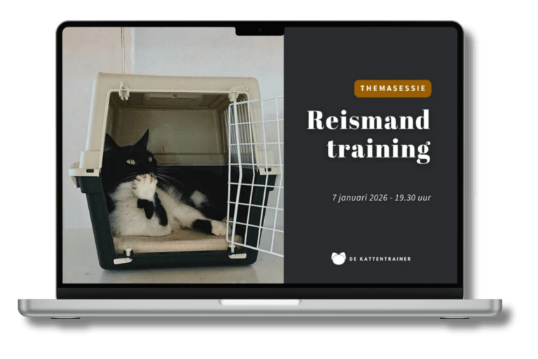 Kat in reismand krijgen met de reismand training van De Kattentrainer