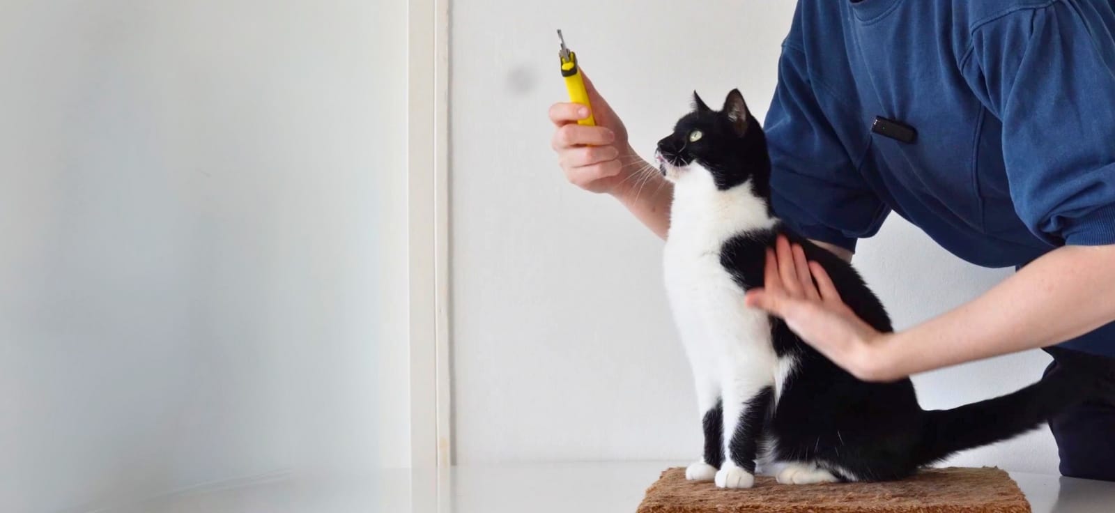 Hoe vaak nagels knippen kat nodig? Dwangvrij nagels knippen bij een kat met cooperative care training