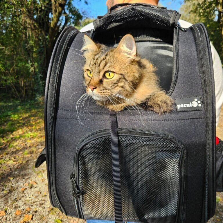Pecute XL rugzak voor katten, geschikt voor grotere katten en langere wandelingen