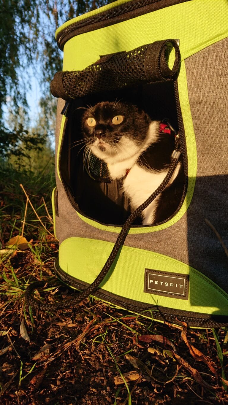 Reismand kat in backpack: Noor zit veilig in een draagrugzak met harnas tijdens een wandeling