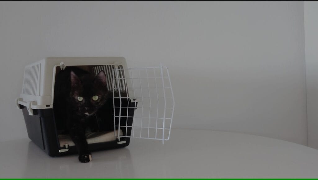 Reismand kat: Ivy stapt ontspannen uit een Ferplast reismand na reismandtraining