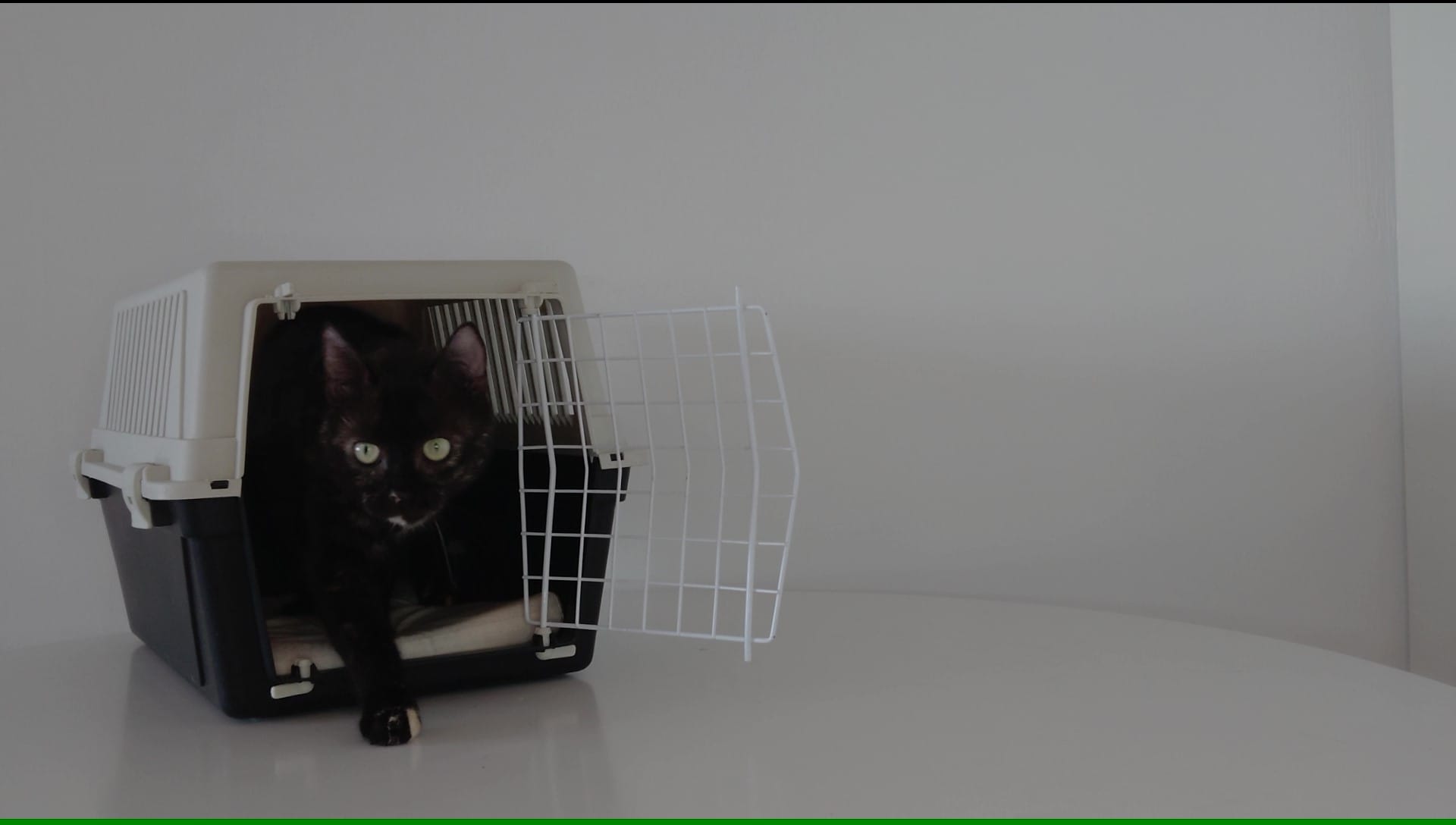 Reismand kat: Ivy stapt ontspannen uit een Ferplast reismand na reismandtraining