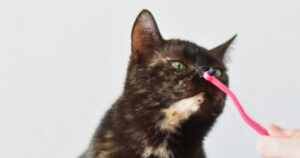 Beste kattentandenborstel: kat Ivy onderzoekt de kattentandenborstel van RyerCat met haar neus