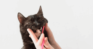 Kat Ivy krijgt haar tanden gepoetst met een RyerCat kattentandenborstel zonder tandpasta voor katten