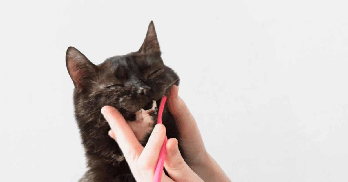 Kat Ivy krijgt haar tanden gepoetst met een RyerCat kattentandenborstel zonder tandpasta voor katten