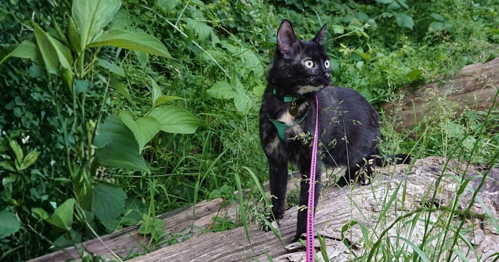 Kat leren lopen aan tuigje: Ivy draagt een Supakit harnas buiten in de natuur tijdens training