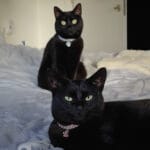 Vijf sterren review Marijke Meersman - Themasessie De Kattentrainer