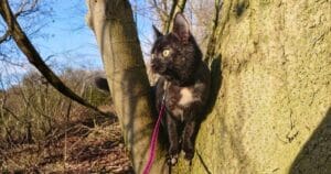 Ivy zit in een boom in de zon tijdens het wandelen met je kat met een kattentuigje en kijkt naar vogels.