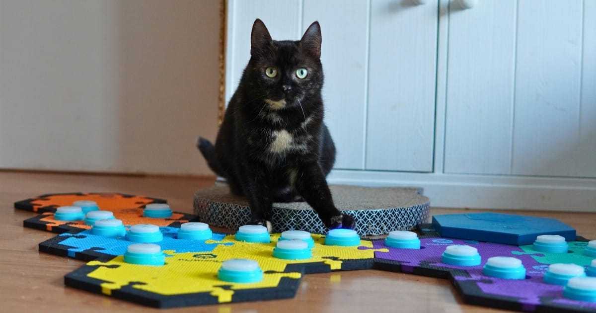 Welke woorden kies je als eerste bij praatknoppen voor je kat? Mijn kat Ivy gebruikt FluentPet buttons