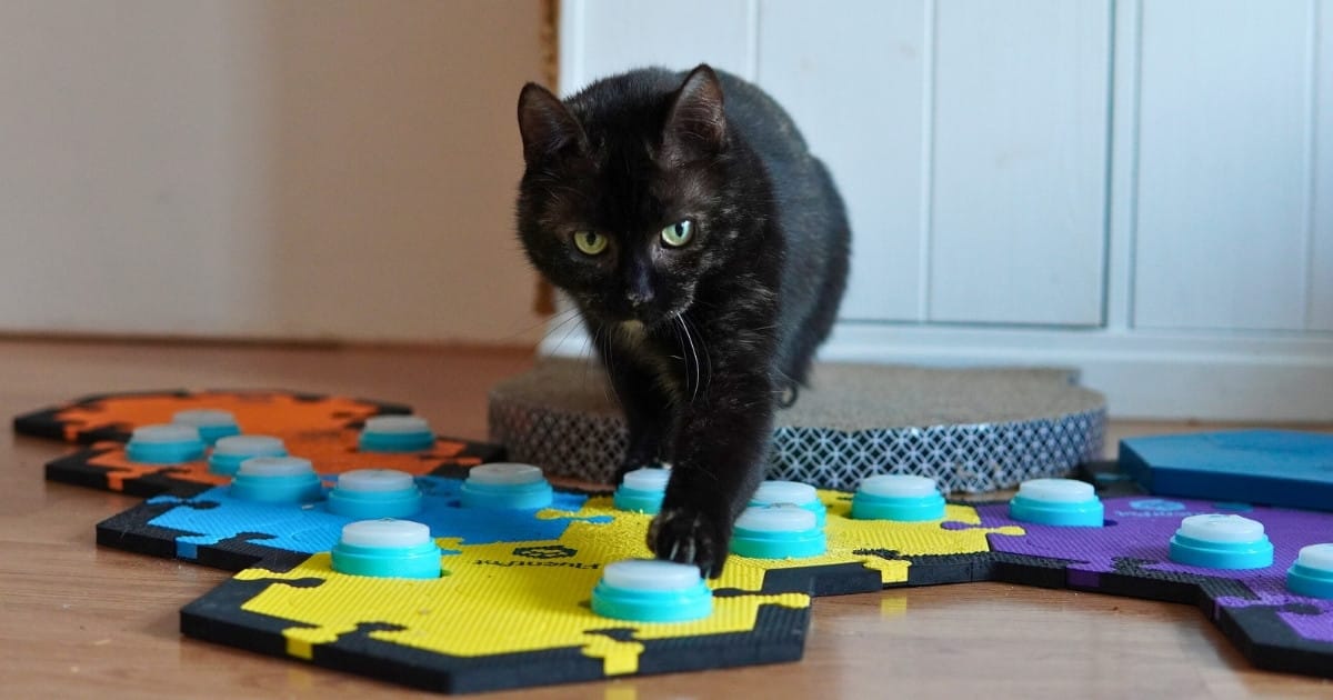 Kat Ivy drukt op een praatknop voor spelen – één van de 5 meestgebruikte woorden katten praten met praatknoppen