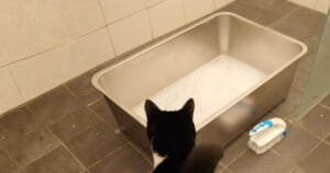 Kat Noor bij RVS kattenbak terwijl ik hem schoonmaak met sop in de badkamer