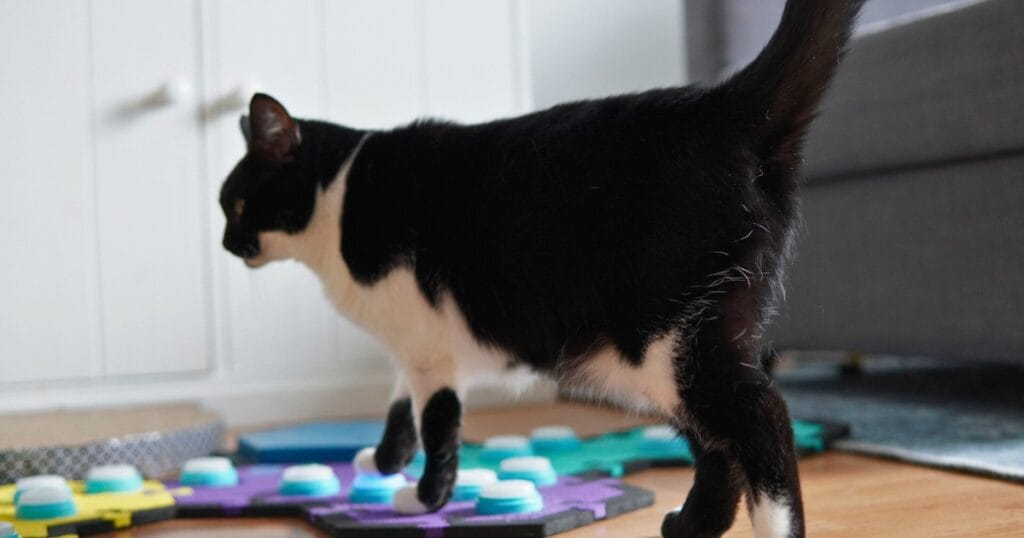 Noor gebruikt praatknoppen voor katten op het FluentPet knoppenveld om duidelijk te maken wat hij wil.